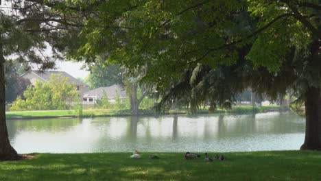 a green park on a warm summer day in front of a pond full of water with ducks