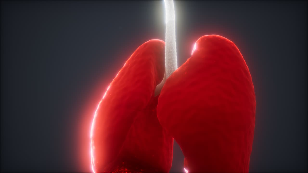 animazione 3d dei polmoni umani