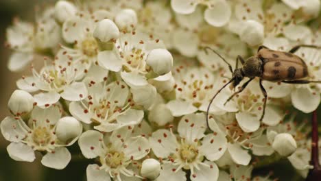 Braunfleckkäfer-Auf-Viburnum-Strauch,-Der-Nektar-Füttert