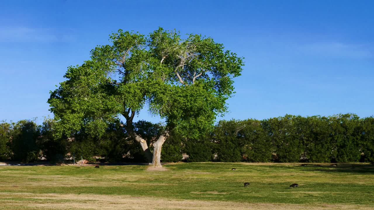 Floyd Lamb State Park in Las Vegas suburbs from March 2025