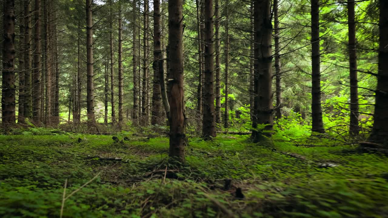 View of the Forest in Norway. Beautiful nature of Norway. The camera moves from the first person through the thicket of a pine forest.