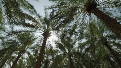 Palm Trees Canopy