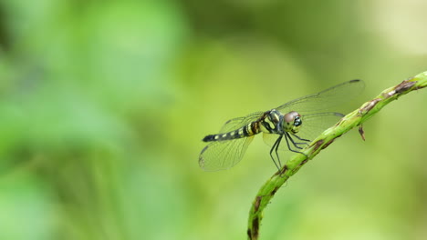 nahaufnahme einer libelle