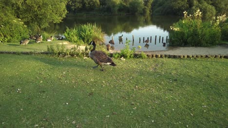 one goose walking on grass close to a group of geese by lake at sunset