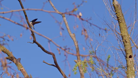 dazzling slow motion look at purple martins showing off midair skills on a fine spring day.