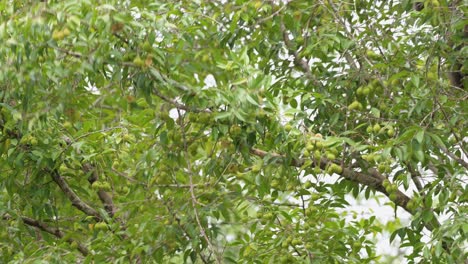 Siting-a-on-a-branch-while-holding-on-another-branch,-then-swings-to-the-right,-White-handed-Gibbon-Hylobates-lar-,-Thailand