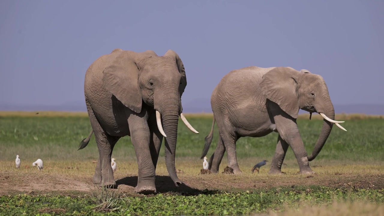 Kinematyczne słonie w zwolnionym tempie na bagnach Amboseli w Kenii, duże stado słoni w Afryce, bujny zielony krajobraz z bagnami i mokradłami, zwierzętami safari i afrykańską dziką przyrodą.