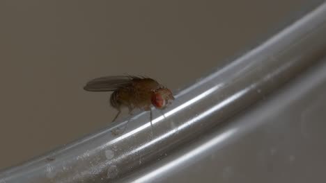 macro closeup of fruitfly rubbing legs cleaning particles and walking on glass cup edge