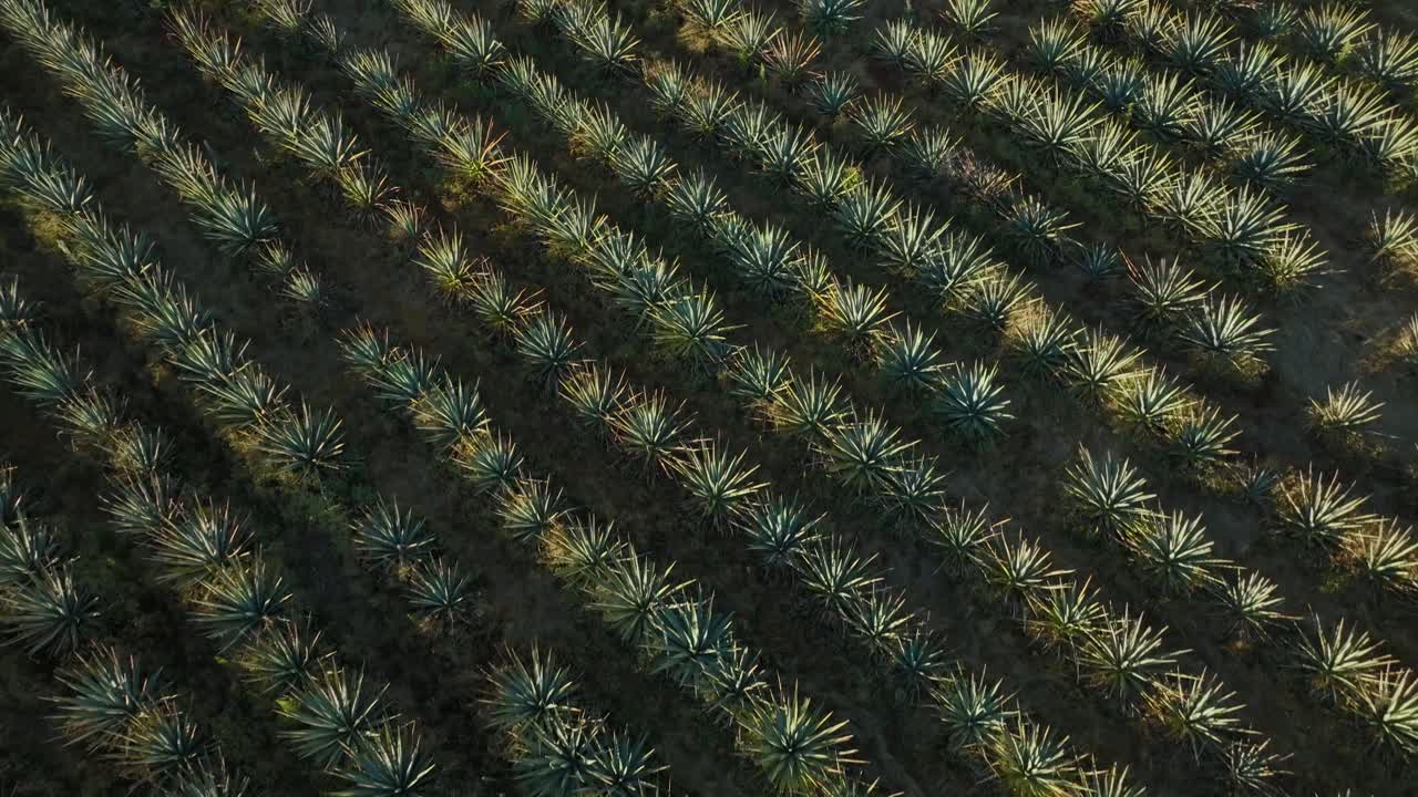 해가 지는 동안 멕시코 에 있는 아가베  ⁇  의 드론  ⁇