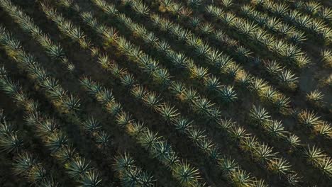 push in drone shot of an agave field in mexico during sunset