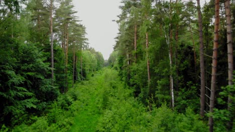 Drone-Flying-Through-Vegetated-And-Dense-Thicket-During-Daytime