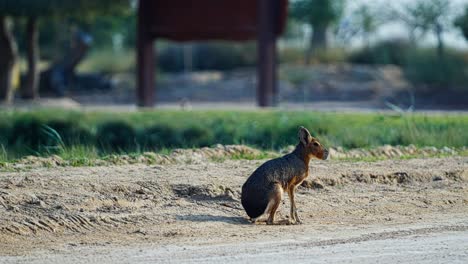 At-tranquil-water’s-edge,-Patagonian-Mara-animal-poised,-watching,-waiting