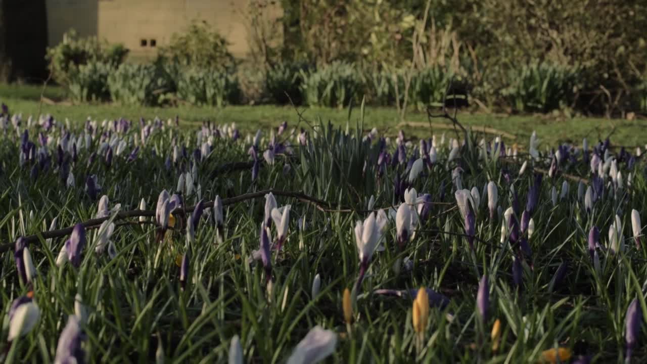 Field of Crocus flowers in Springtime garden tilting down