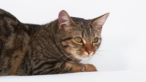 brown tabby domestic cat on white background, real time 4k