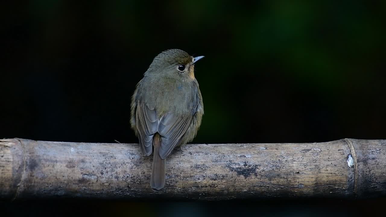 papamoscas azul de la colina posado en un bambú, cyornis whitei