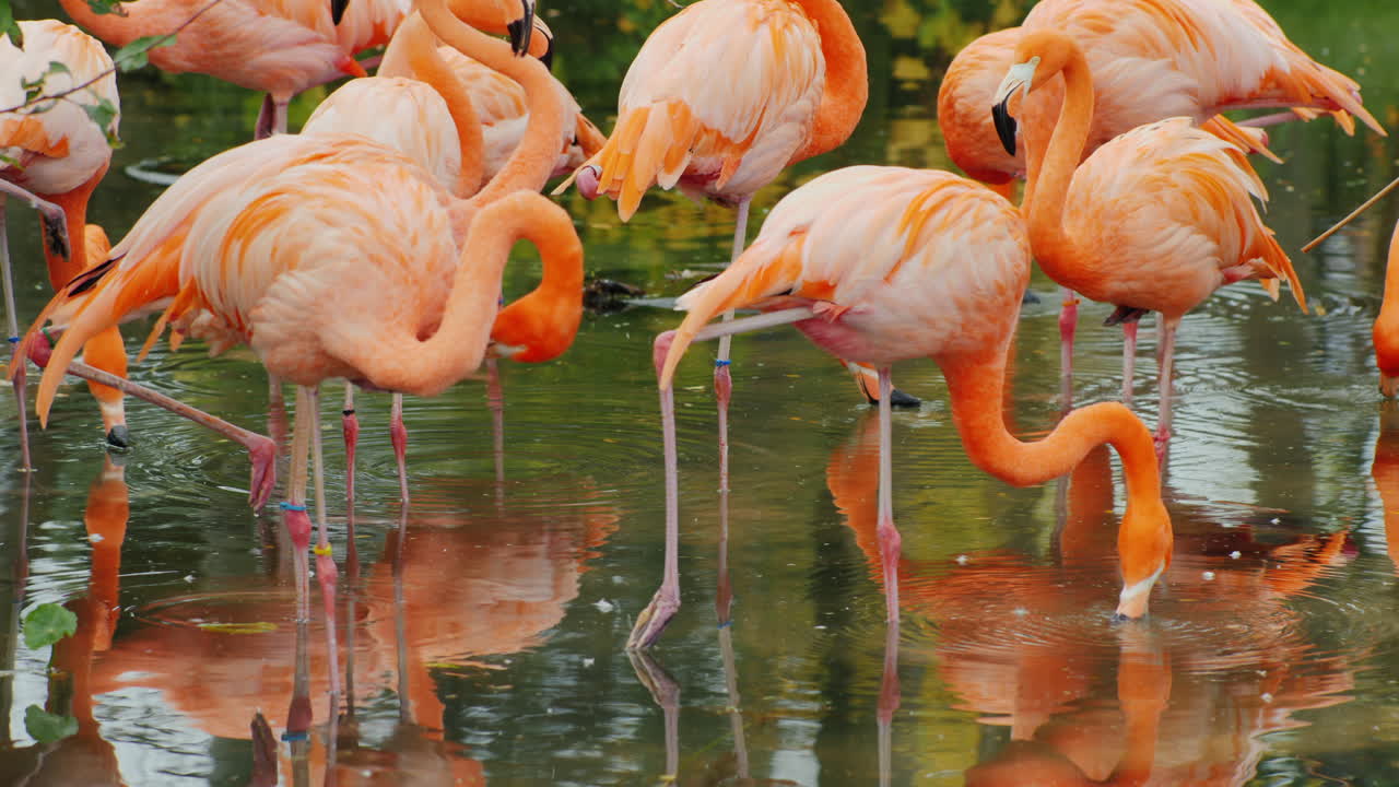 연못에 핑크 플라밍고