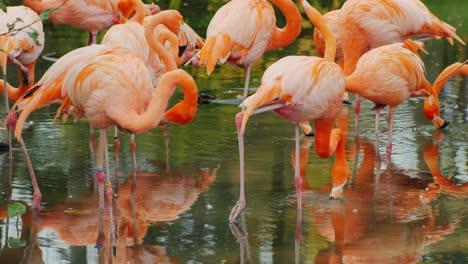 pink flamingos in a pond