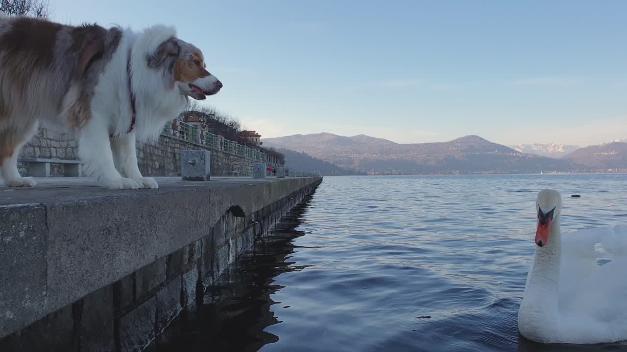 perro agresivo ladra al cisne silbando en el lago