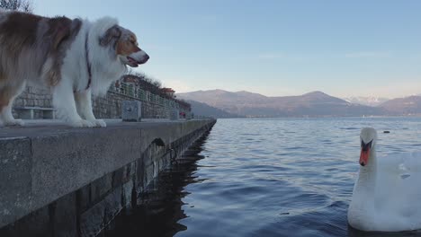 Aggressiver-Hund-Bellt-Schwanenzischen-Auf-Dem-See-An