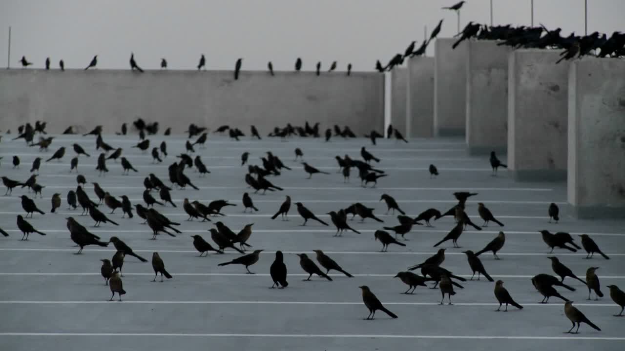 알프레드 히치콕을 연상시키는 장면에서 주차장에 앉아 있는 많은 검은 새들 사이를 이동합니다.