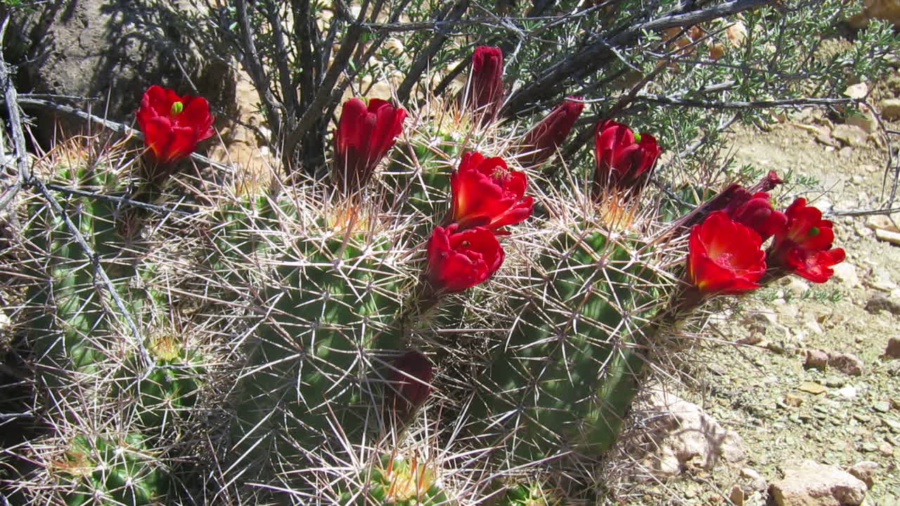 flores de cactus florecen