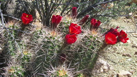 flores de cactus florecen