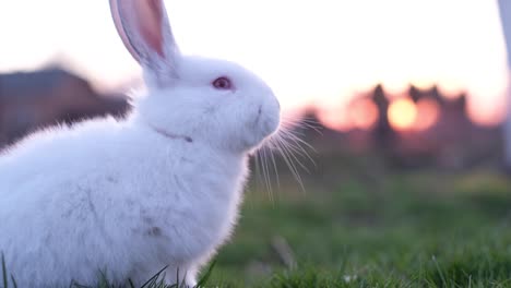 beautiful white bunny in the sunlight walking on the grass. beautiful rabbit. place for text