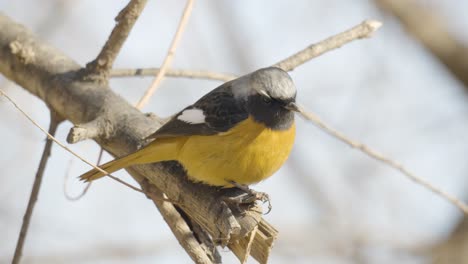 eastern yellow robin on a tree branch - macro side view