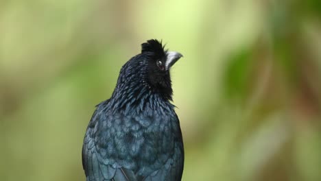 Drongo-Cola-De-Raqueta-Mayor,-Dicrurus-Paradiseus