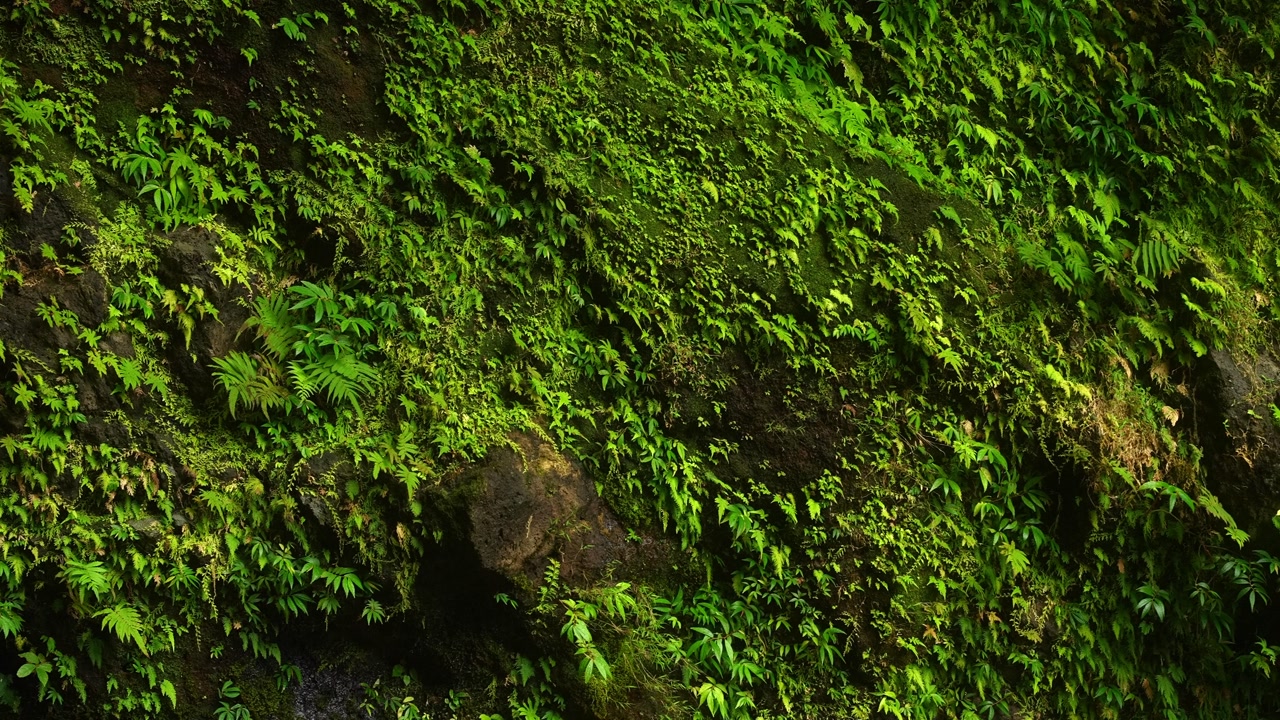 A pan shot of vibrant moss and ferns covering a rocky cliff face in a lush, humid forest, showcasing rich textures and shades of green in Hulugan Falls, Laguna Philippines
