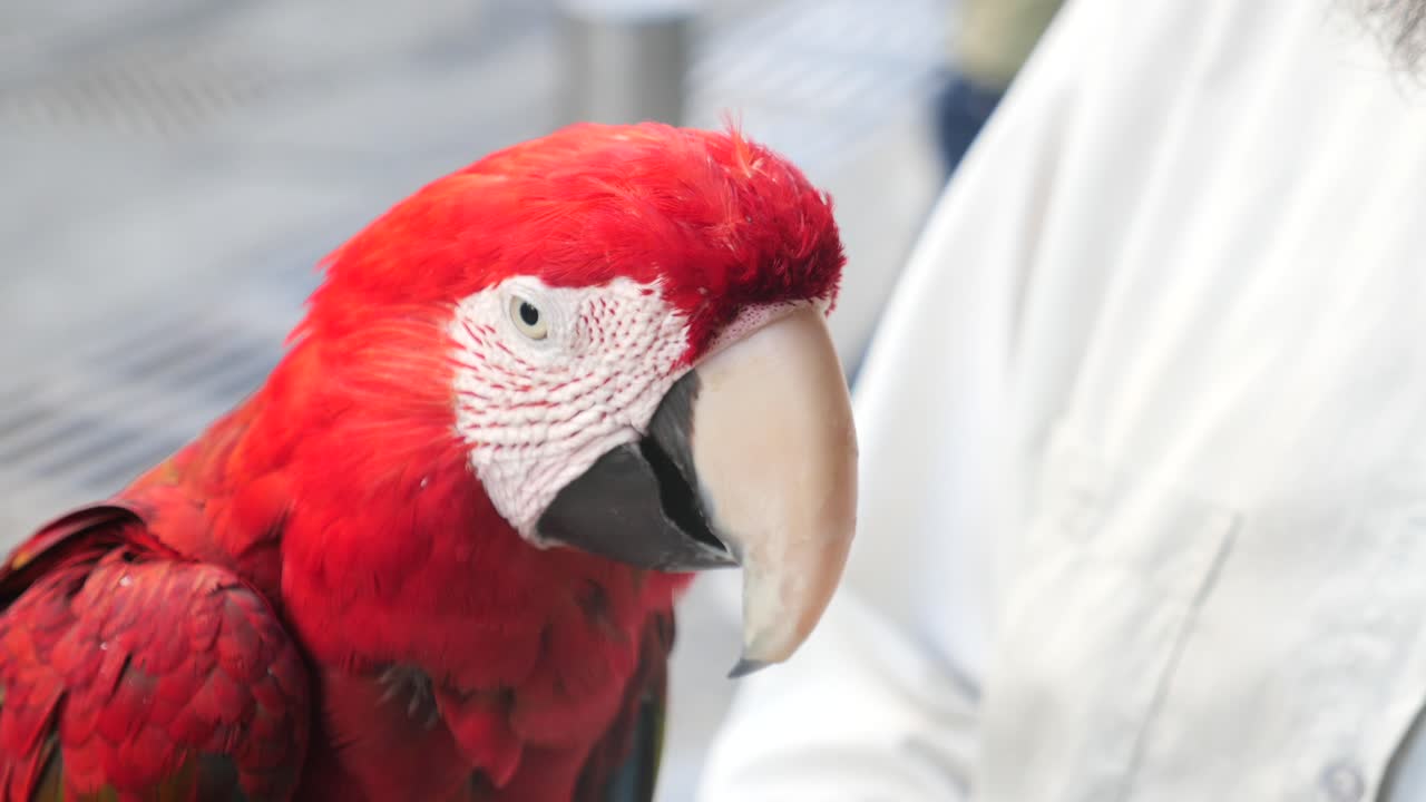 un loro rojo y verde posado en la mano de una persona