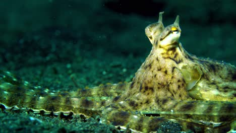 Wunderpus-Octopus-Lembeh-Indonesien-4k-25fps