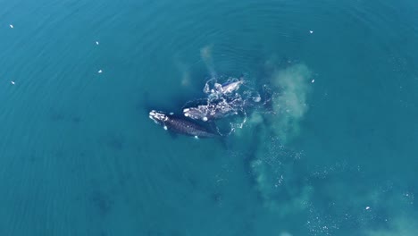 southern right whales splashing in the patagonian sea - slow motion