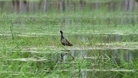 camera slides to the right while it zooms out revealing this lovely scenario at a wetland, bronze-winged jacana metopidius indicus, thailand