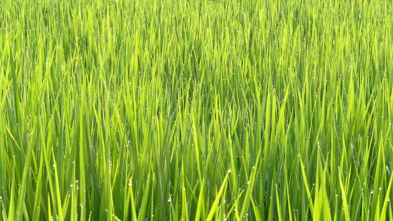 Dewy green leaves swaying in the wind. Green meadow in the morning.