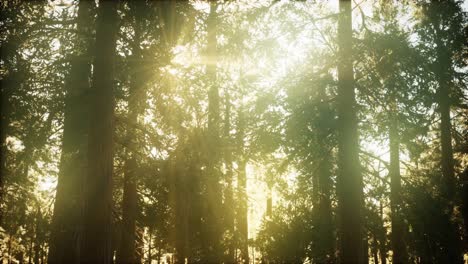 hiperlapso en el bosque de secuoyas desde el amanecer