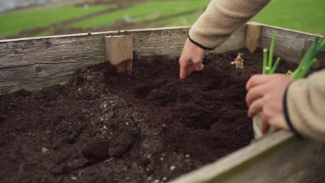 woman transplanting onion leeks on garden bed