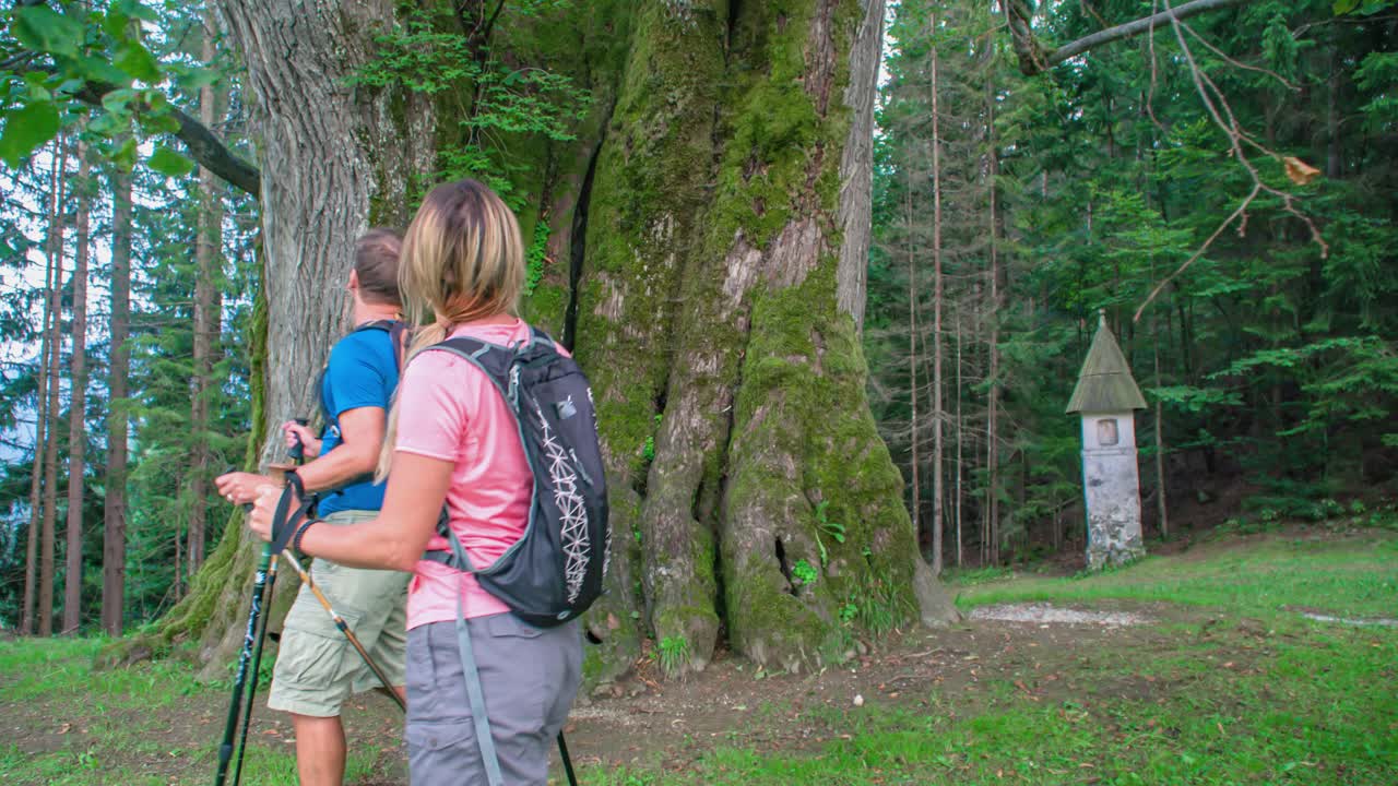 Man and woman slow motion hiking through the forest. Looking up at a giant tree. Slovenia
