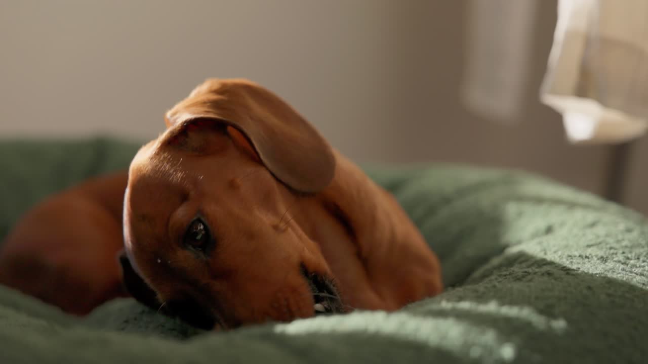 Side angle view of a red Dachshund in a green bed, focused on chewing a natural goat horn chew. Sunlight illuminates the scene, promoting pet dental care