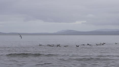 a flock of seagulls sitting on top of the icy ocean water during winter in british columbia