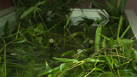 Close-up-of-cutted-bamboo-over-a-drinker