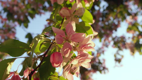 pink cherry blooming against bright sunrise sky. pink cherry flowers blossoming.