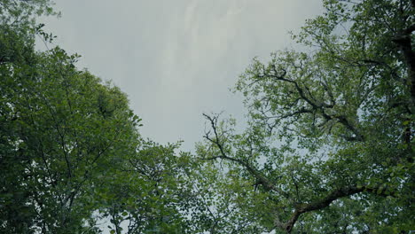 tree-branches-hanging-over-the-River-Avon,-Scotland