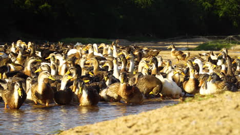 Gruppe-Entenschwarm-Schwimmt-Im-Natürlichen-Waldteich