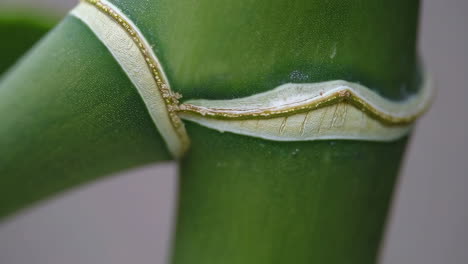 close-up of a green bamboo stalk node