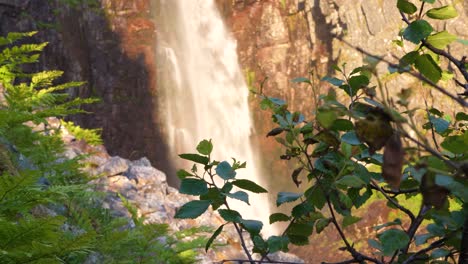 primer plano de ángulo alto de vegetación verde frente a la cascada de njupeskär, mostrando la naturaleza en el parque nacional de fulufjället, en särna, suecia