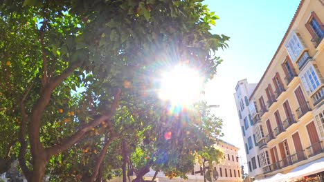 naranjos y bengalas que recubren málaga españa ciudad vieja, paisaje urbano