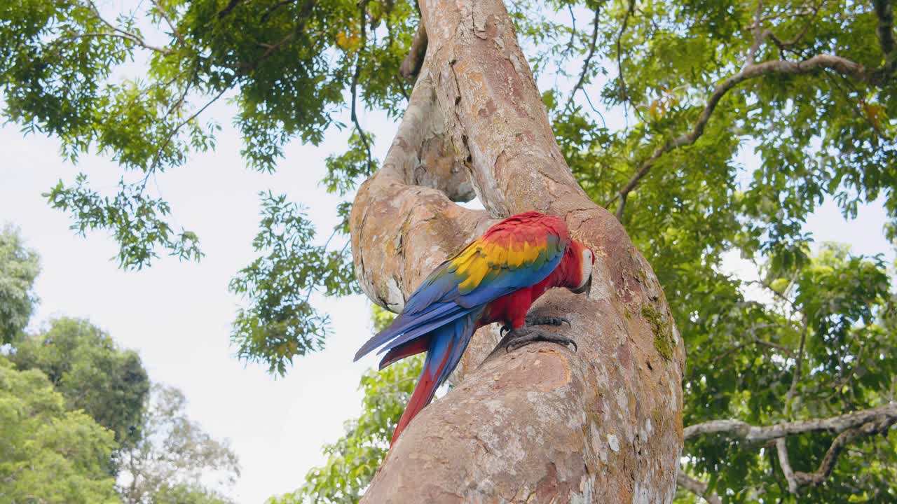 Point of View perspective of Scarlet Macaw on tree trunk moving using its beak and flapping wings in the rain forest