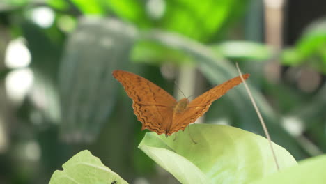 rear view of malay cruiser butterfly - vindula dejone - perched on leaf in tropical bali garden flapping wings in slow motion