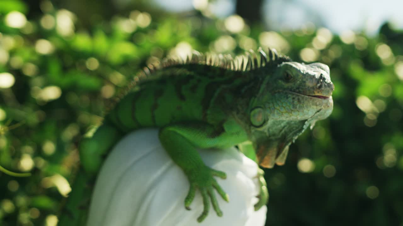 Iguana descansa sobre la estatua de María 5